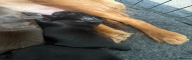 Sprocker 3