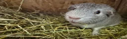 Guinea Pig rodents for sale: Boars available  - Advert 5