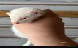 Ferret rodents for sale: Ferret Kits Available - Image 5