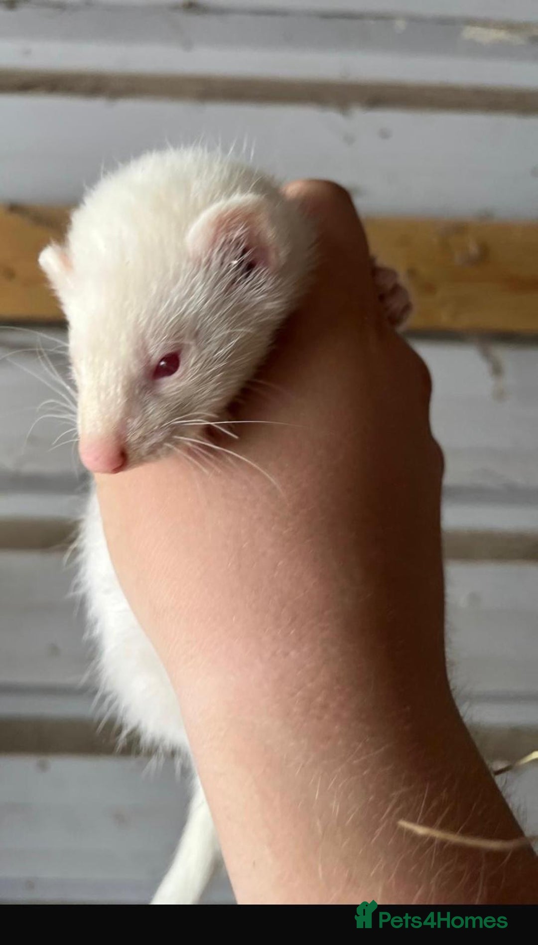 Ferret rodents for sale: Ferret Kits Available - Image 5