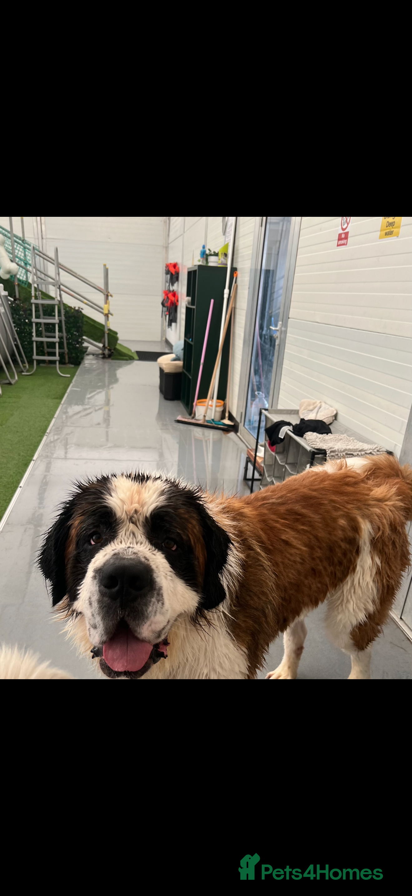 Saint Bernard dogs Male Saint Bernard  - Advert 5