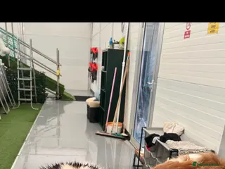 Saint Bernard dogs Male Saint Bernard - Advert 5