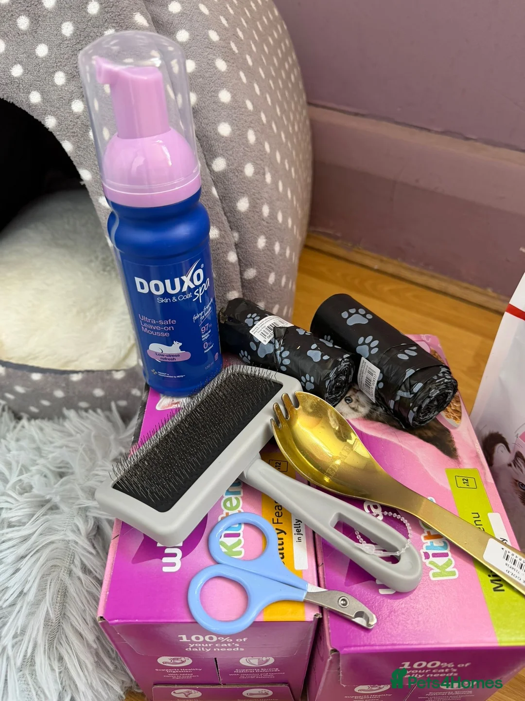 British Shorthair cats for sale: British short hair kitten  - Advert 20