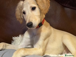 Saluki dogs Saluki 2 big boys left reduced £ - Advert 3