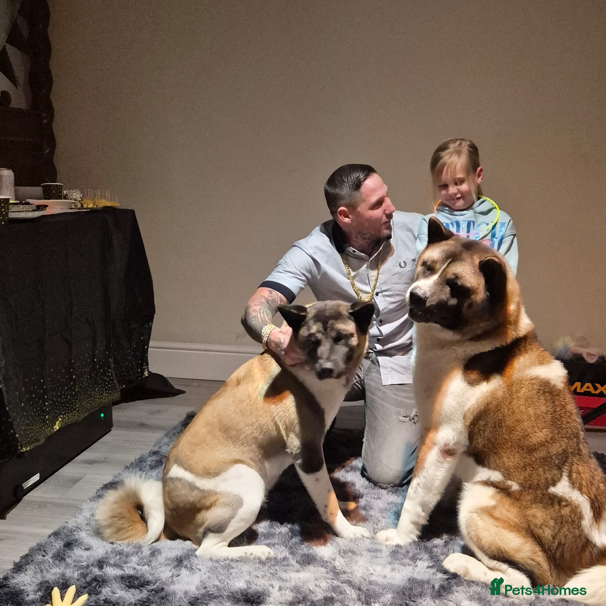 Akita dogs Bear faced American akitas puppies  - Advert 2