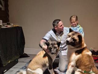 Akita dogs Bear faced American akitas puppies - Advert 6