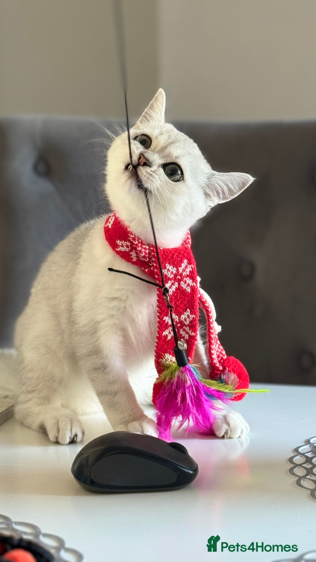 Scottish Fold cats for sale: Scottish Straight Boy - Image 14