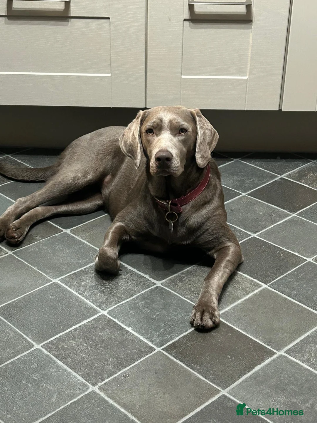 Mixed Breed dogs for sale: Silver Labrador  - Advert 1