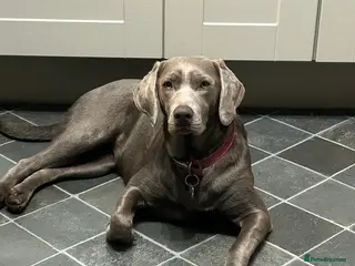 Mixed Breed dogs Silver Labrador - Advert 2