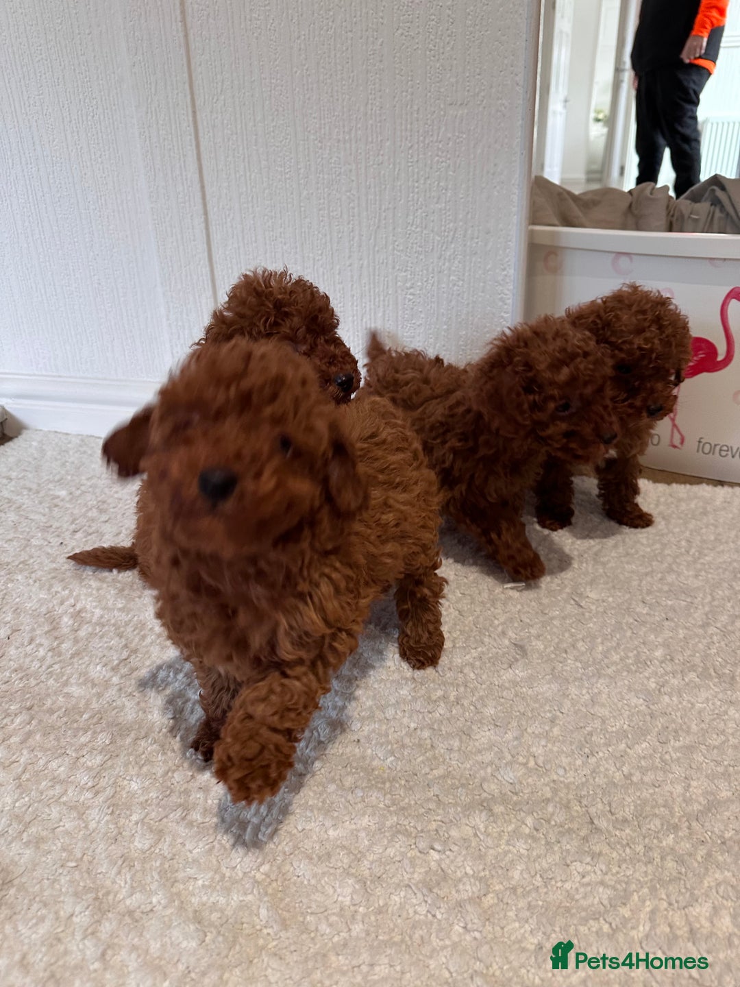 Maltipoo dogs for sale: Red coated maltipoos puppies for sale ♥️🐾 - Advert 9