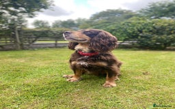 Cocker Spaniel dogs for stud: PROVEN KC REGISTERED Cocker Spaniel for Stud in Tadworth - Image 1