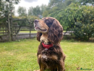 Cocker Spaniel dogs in Tadworth - Advert 26