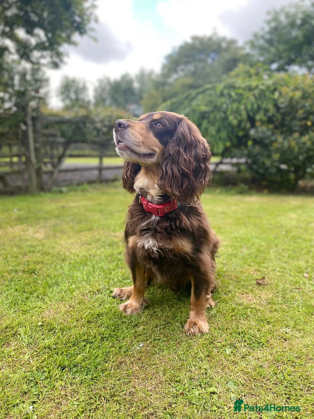 Cocker Spaniel dogs for stud: PROVEN KC REGISTERED Cocker Spaniel for Stud in Tadworth - Advert 1