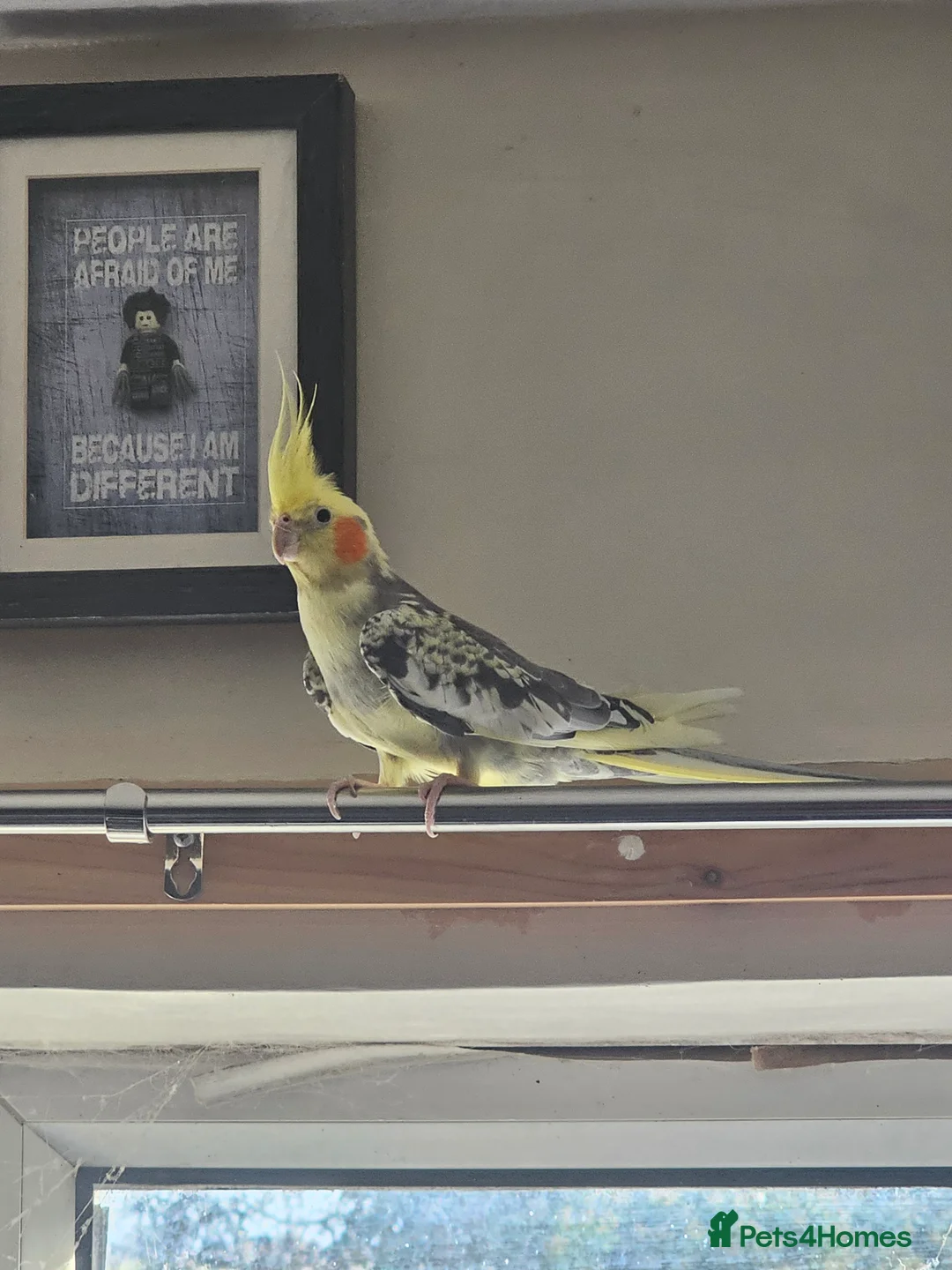 Cockatiels birds for sale: Breeding pair of cockatiels - Advert 2