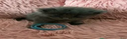 Maine Coon cats for sale: 💖💙Beautiful Ragcoons Ready Today💙💖 - Advert 27