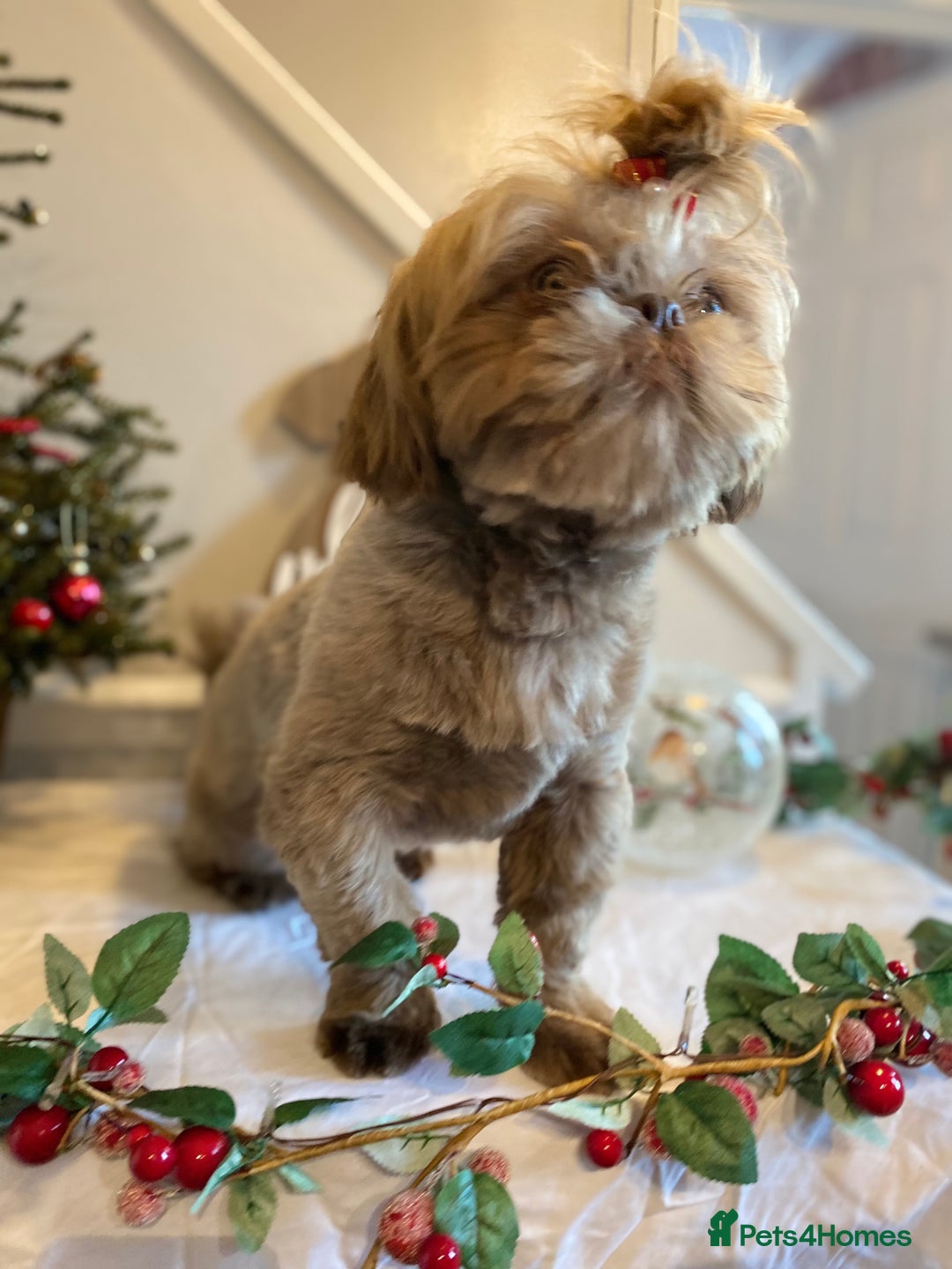 Shih Tzu dogs for stud: KC Lilac Imperial Shih Tzu for Stud in Chislehurst - Advert 8