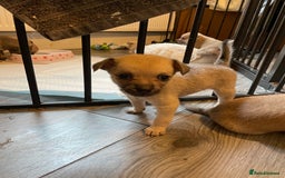 Miniature Pinscher dogs for sale: Miniature pinscher puppys - Advert 7