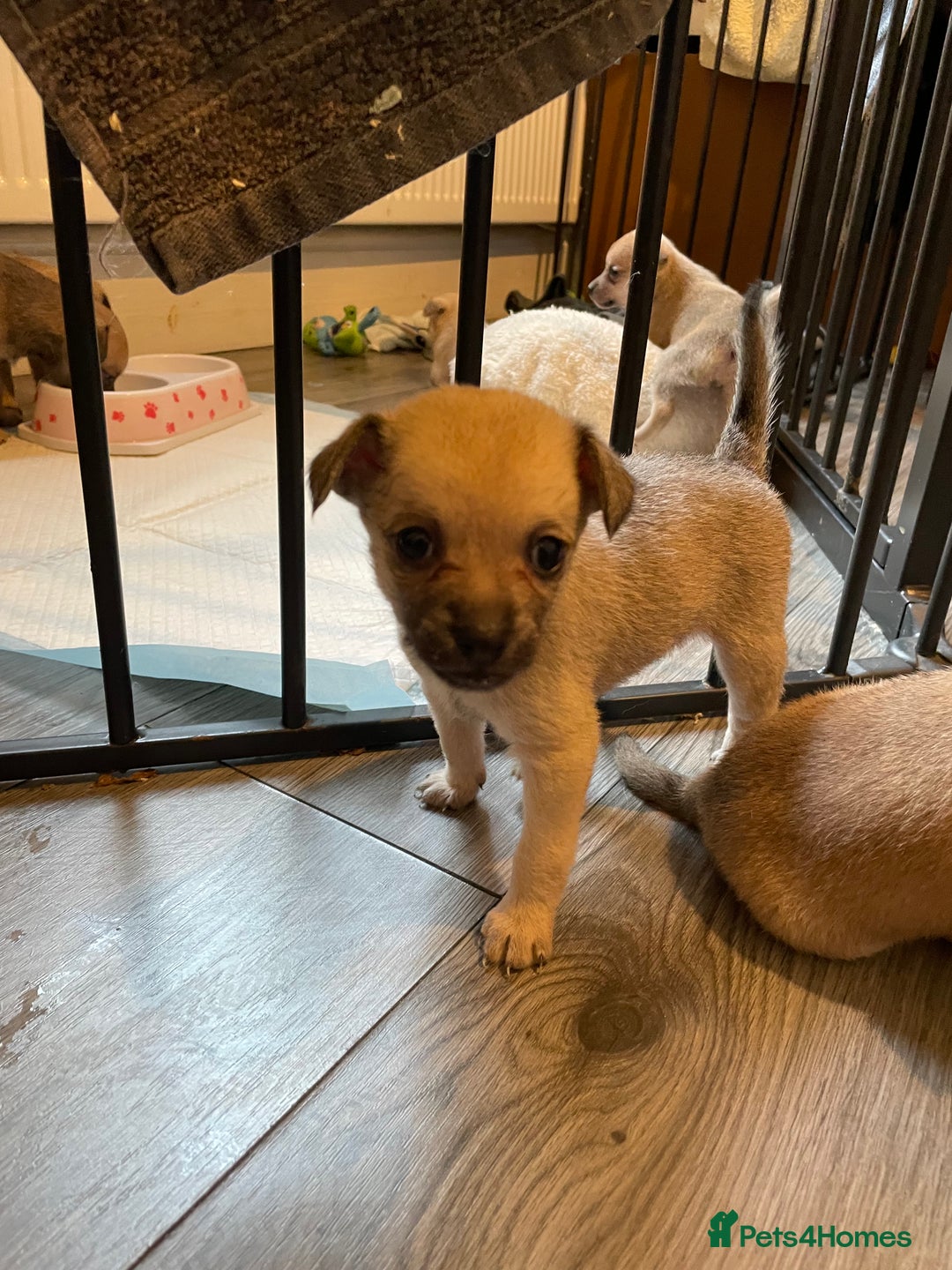 Miniature Pinscher dogs for sale: Miniature pinscher puppys - Advert 7