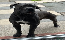 Cane Corso dogs for stud: Cane corso looking for a lover  - Image 3