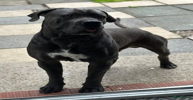 Cane Corso dogs - Advert 14