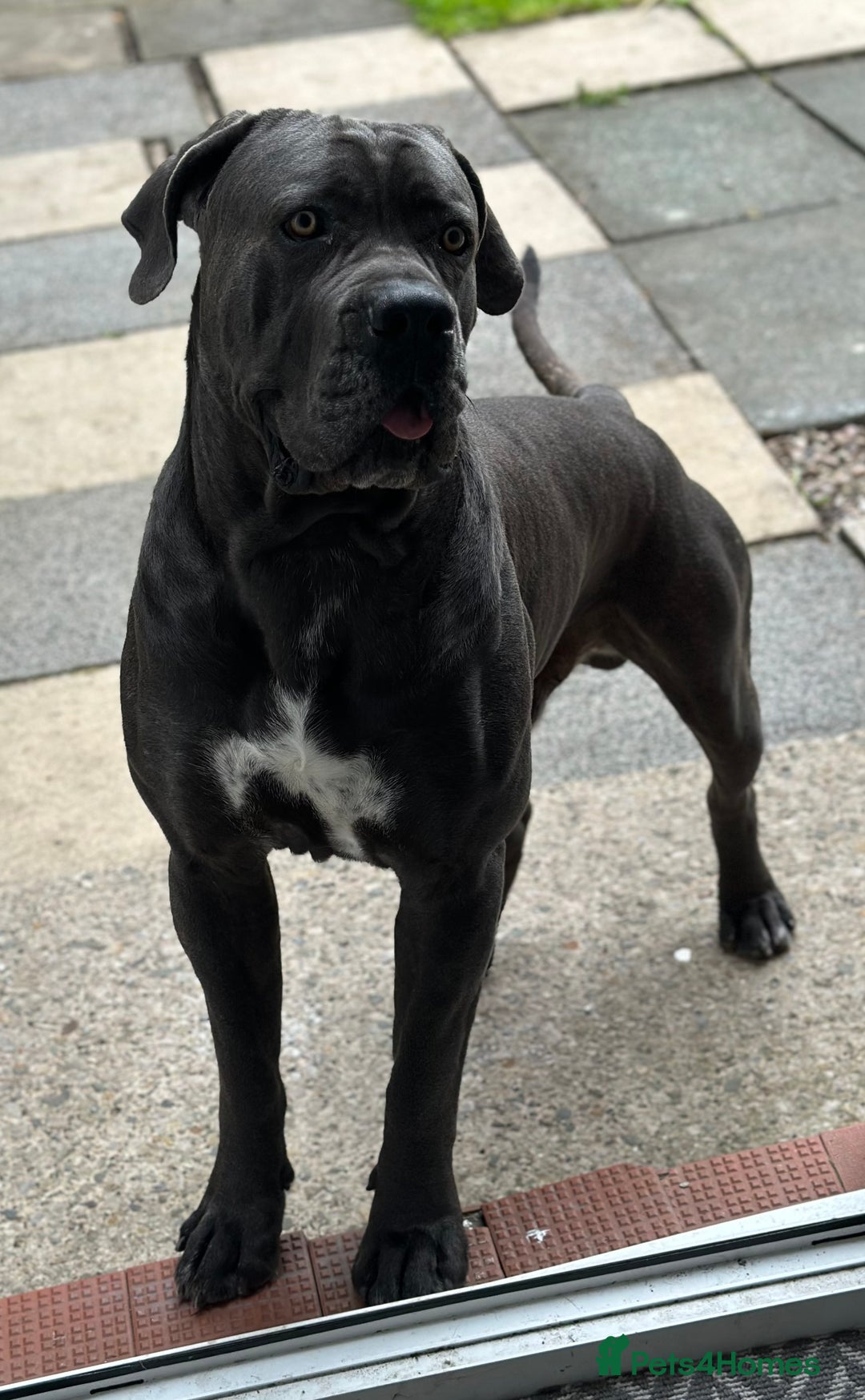 Cane Corso dogs for stud: Cane corso looking for a lover  - Image 3