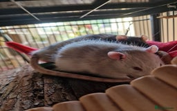 Rat rodents for sale: X3 male rats lovely boys 7 months old  - Image 6