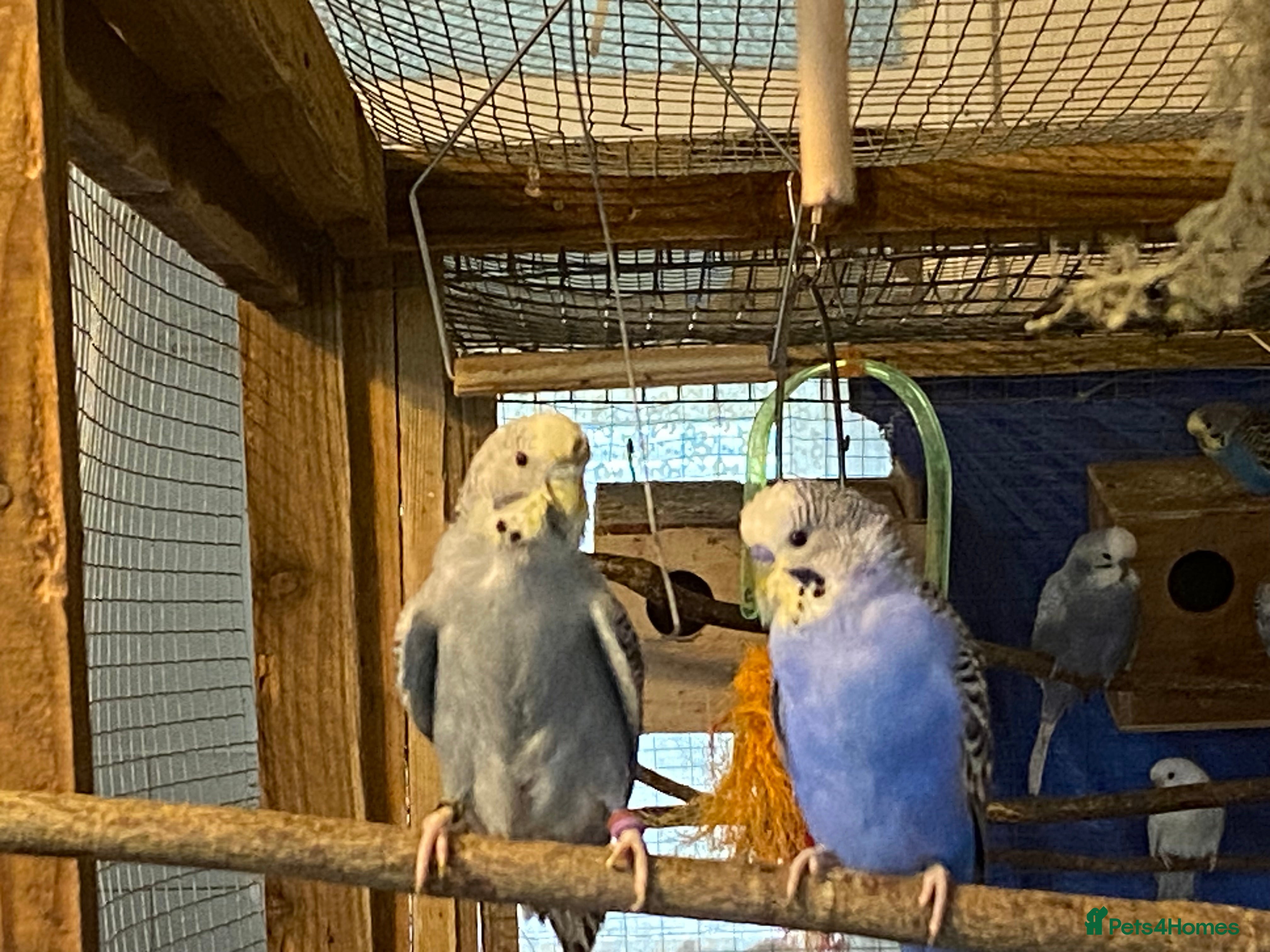 Budgerigars birds 2 pairs of budgies and 2 spare boys  - Advert 1