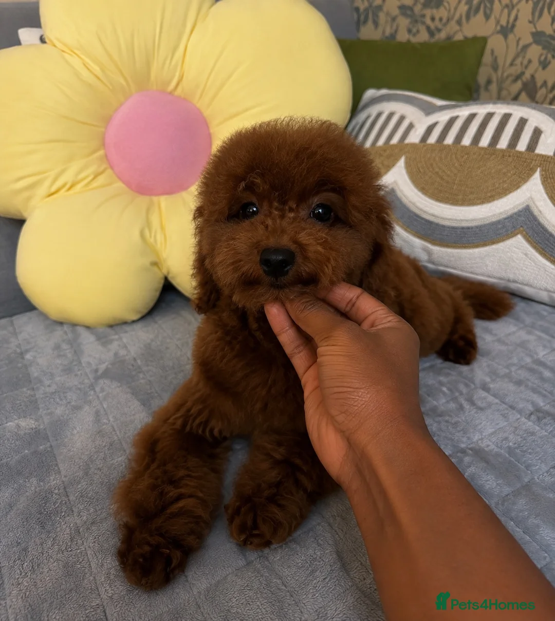 Toy Poodle dogs for sale: Toy asian poodle  in London - Advert 2