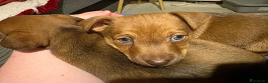 Jackapoo Puppy 4