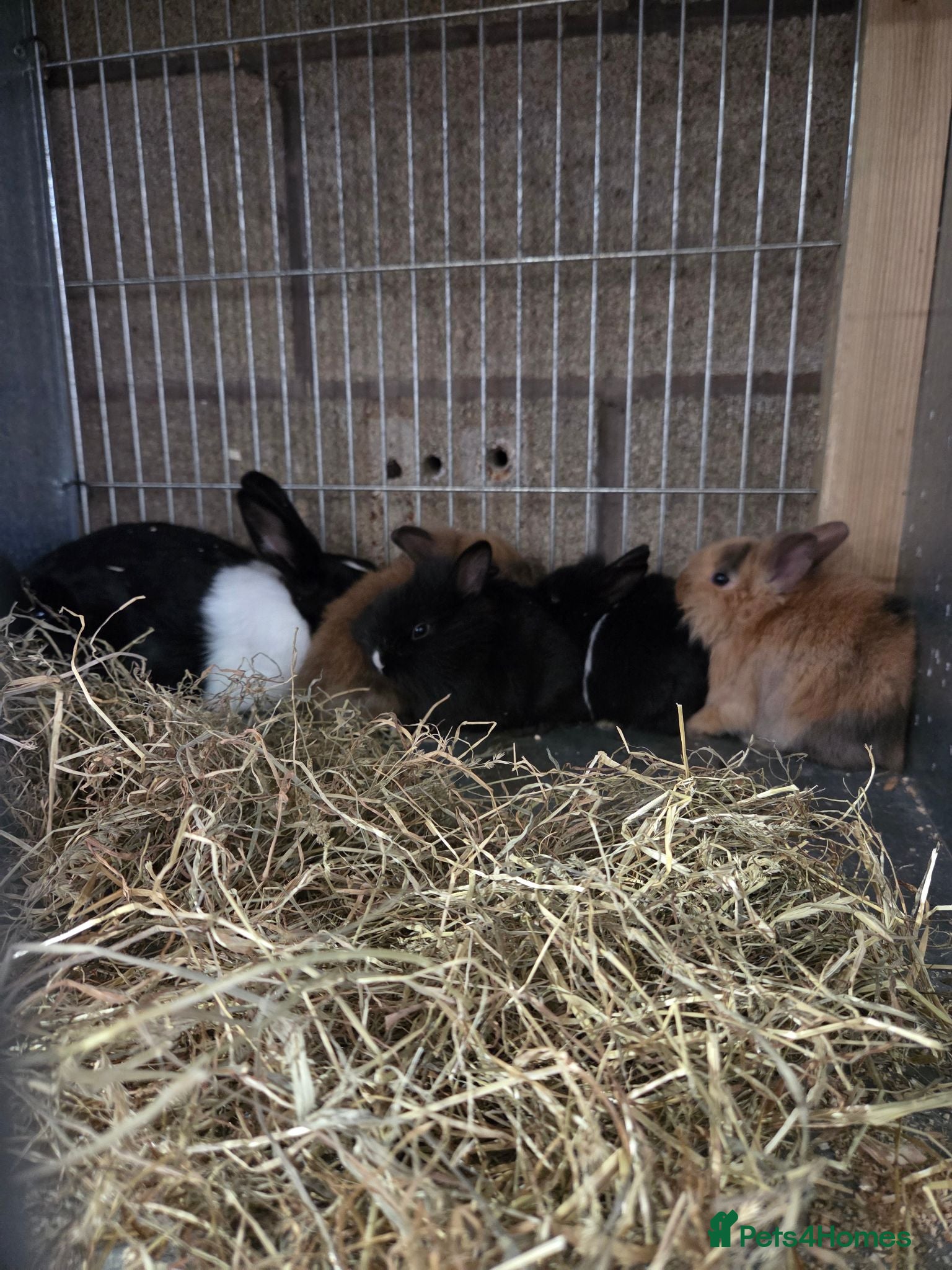 Netherland Dwarf rabbits 8 week old pure Netherland Dwarf  - Advert 18