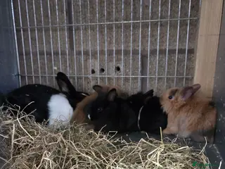 Netherland Dwarf rabbits 8 week old pure Netherland Dwarf - Advert 15