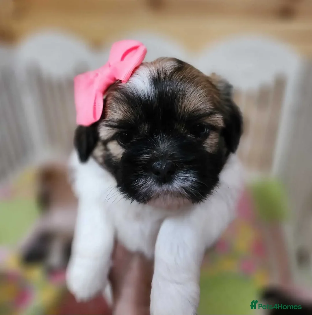 Shih Tzu dogs for sale: Providing SHIH TZU - Advert 2