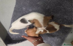 Jack Russell dogs for sale: Jack russell pups  - Image 9