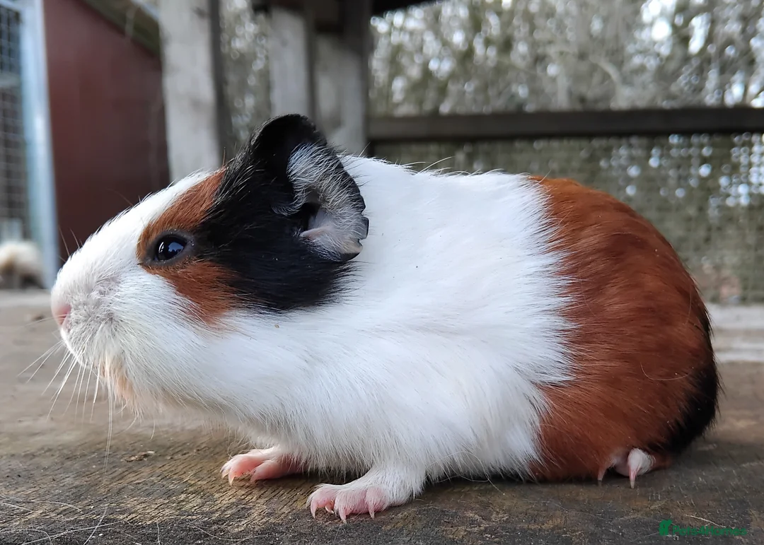 Guinea Pig rodents for sale: Slate and Tort and White baby boys. - Advert 11