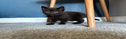 Mixed Breed cats for sale: 3 kittens for sale  - Advert 31