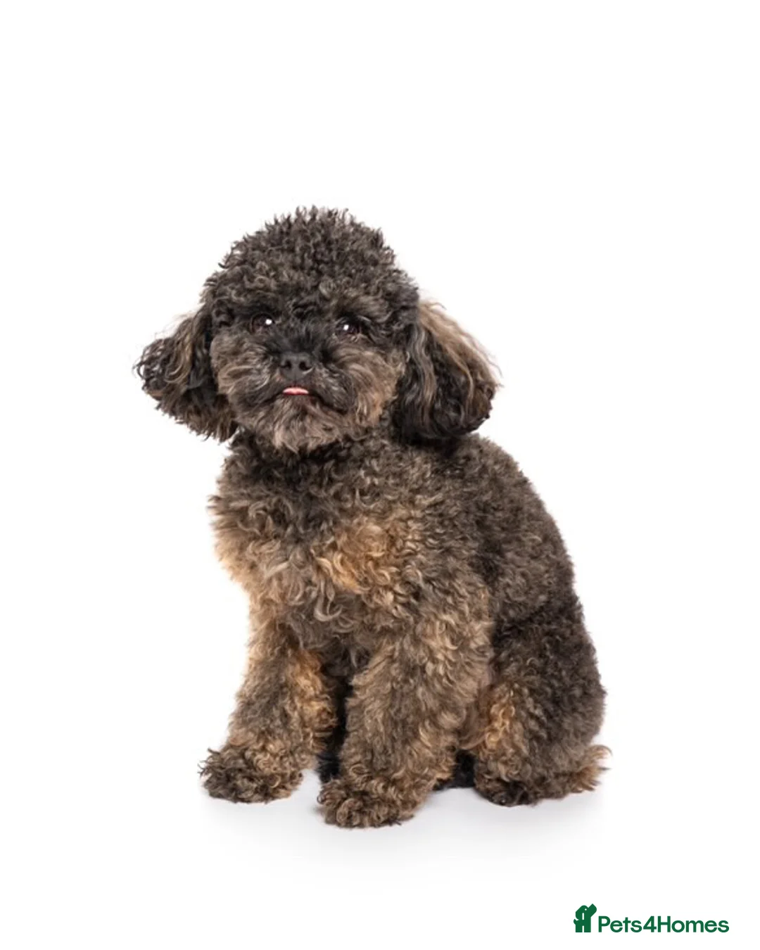 Toy Poodle dogs for stud: Russian Import Tiny Toy Poodle  - Advert 2