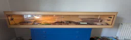 Tortoise reptiles for sale: Sulcata Tortoise for sale with vivarium  - Advert 3