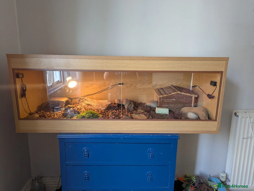 Tortoise reptiles for sale: Sulcata Tortoise for sale with vivarium  - Advert 3