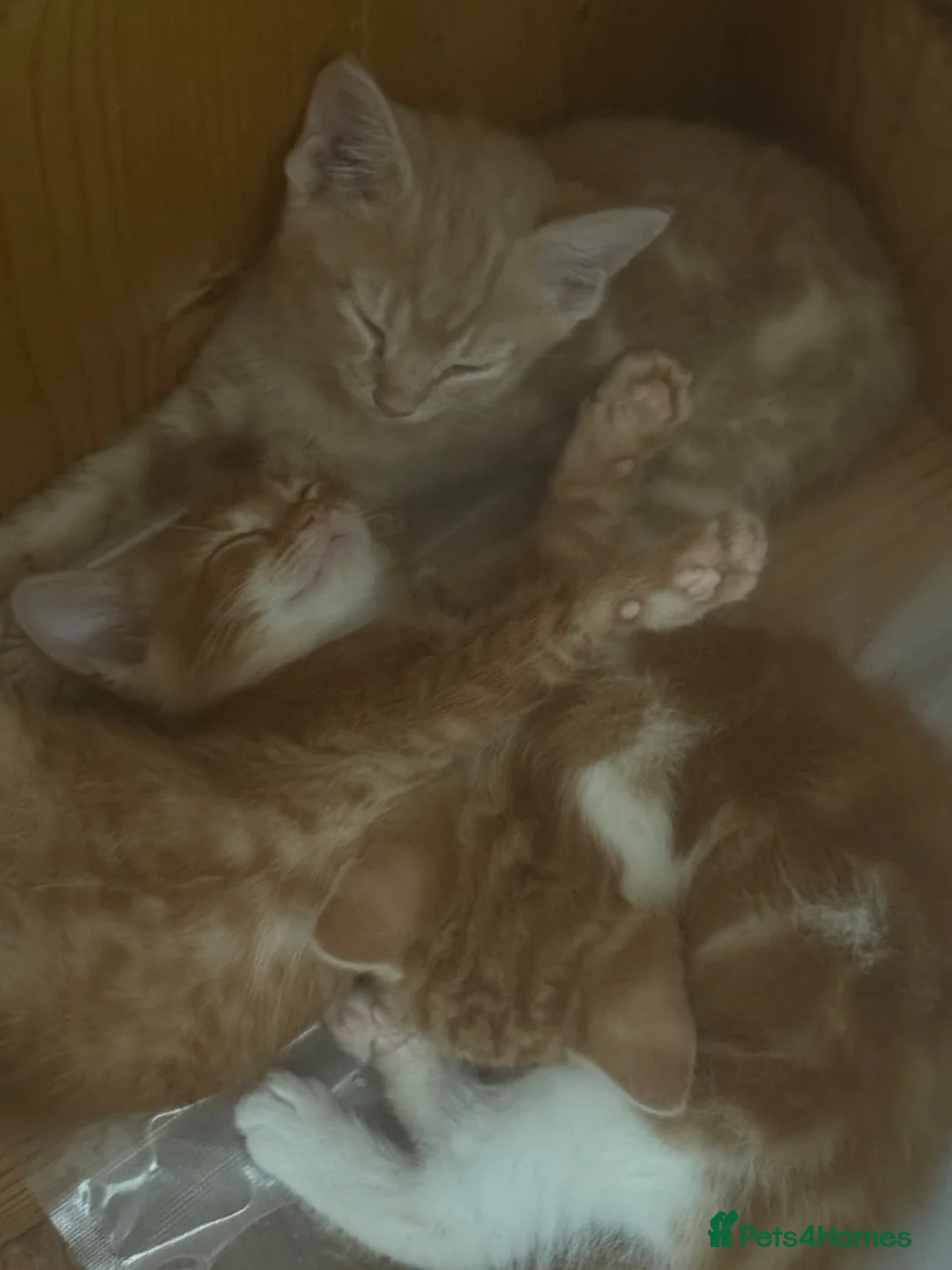 Mixed Breed cats for sale: British shorthair x kittens - Advert 21