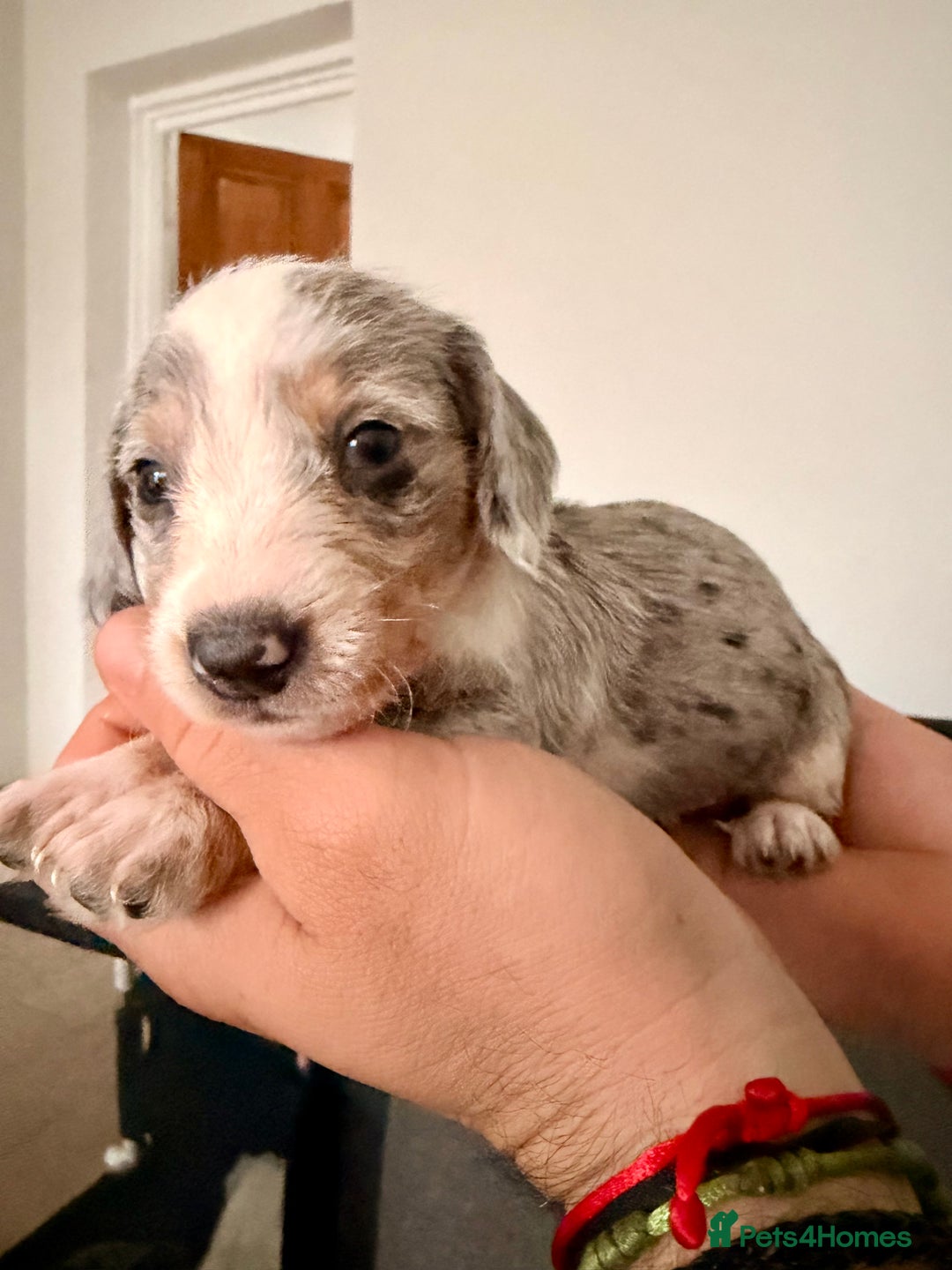 Mixed Breed dogs for sale: Miniature Dachshund × Dachshund Cockapoo Puppies - Advert 17