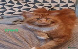 Maine Coon cats for sale: XL beautiful Maine coon gccf kittens for sale  - Image 10