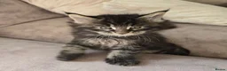 Maine Coon cats for sale: READY AUGUST- Tica Pedigree Maine Coons - Advert 6