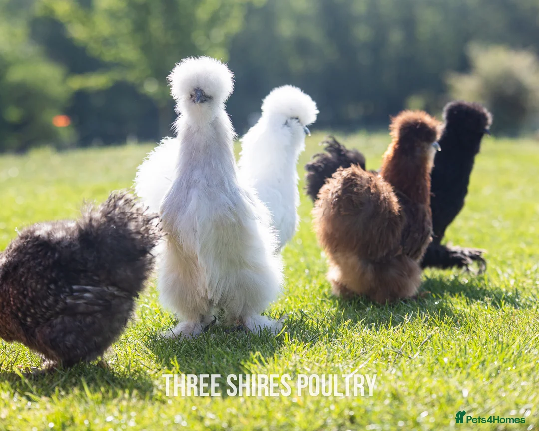 Chickens poultry for sale: Pekins, Polish, Silkies and other bantams - POL - Advert 14