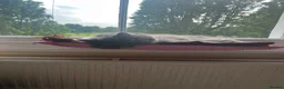 British Longhair cats for sale: British longhair - Advert 16