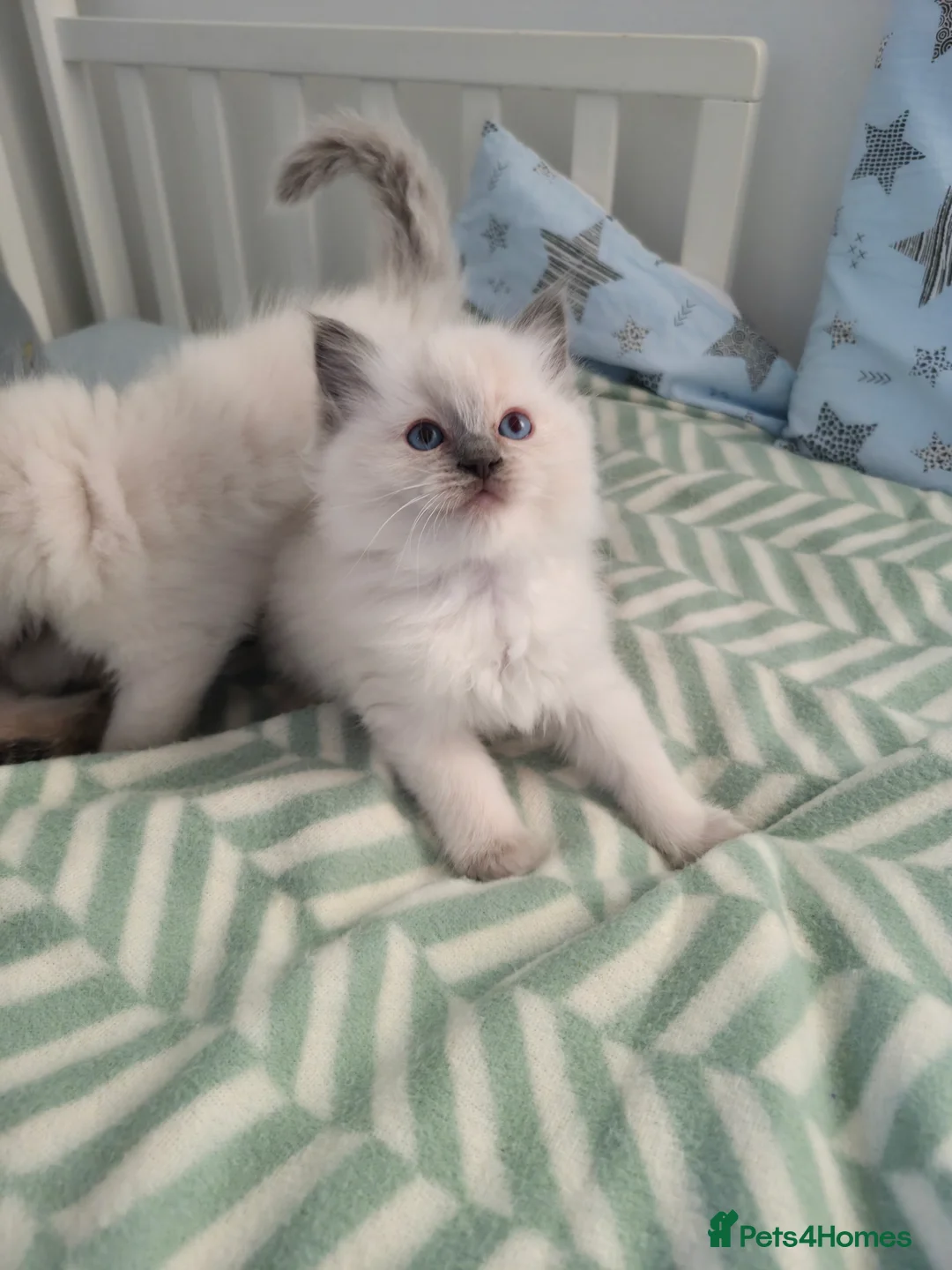 Ragdoll cats for sale:  Ragdoll (TYPE) kittens for sale - Advert 3