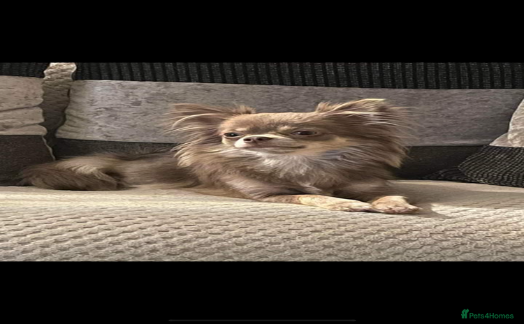 Chihuahua dogs - Advert 3