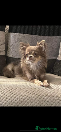 Chihuahua dogs - Advert 3