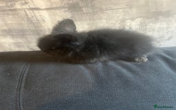 Lionhead rabbits for sale: 7 lionheads bunnies  - Image 5