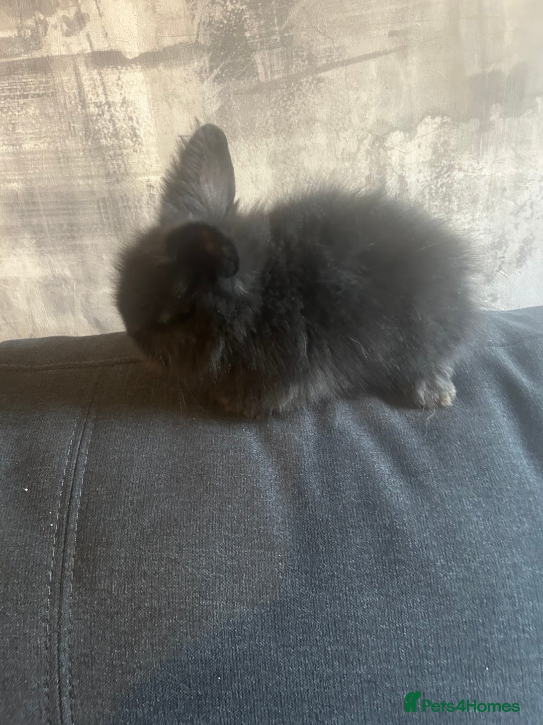 Lionhead rabbits for sale: 7 lionheads bunnies  - Image 5