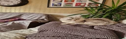 Scottish Fold cats for sale: Stunning Scottish fold straight kitten - Advert 11